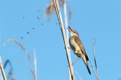 Cannareccione        